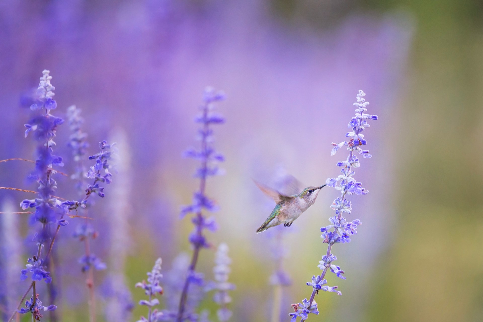 hummingbird feeding