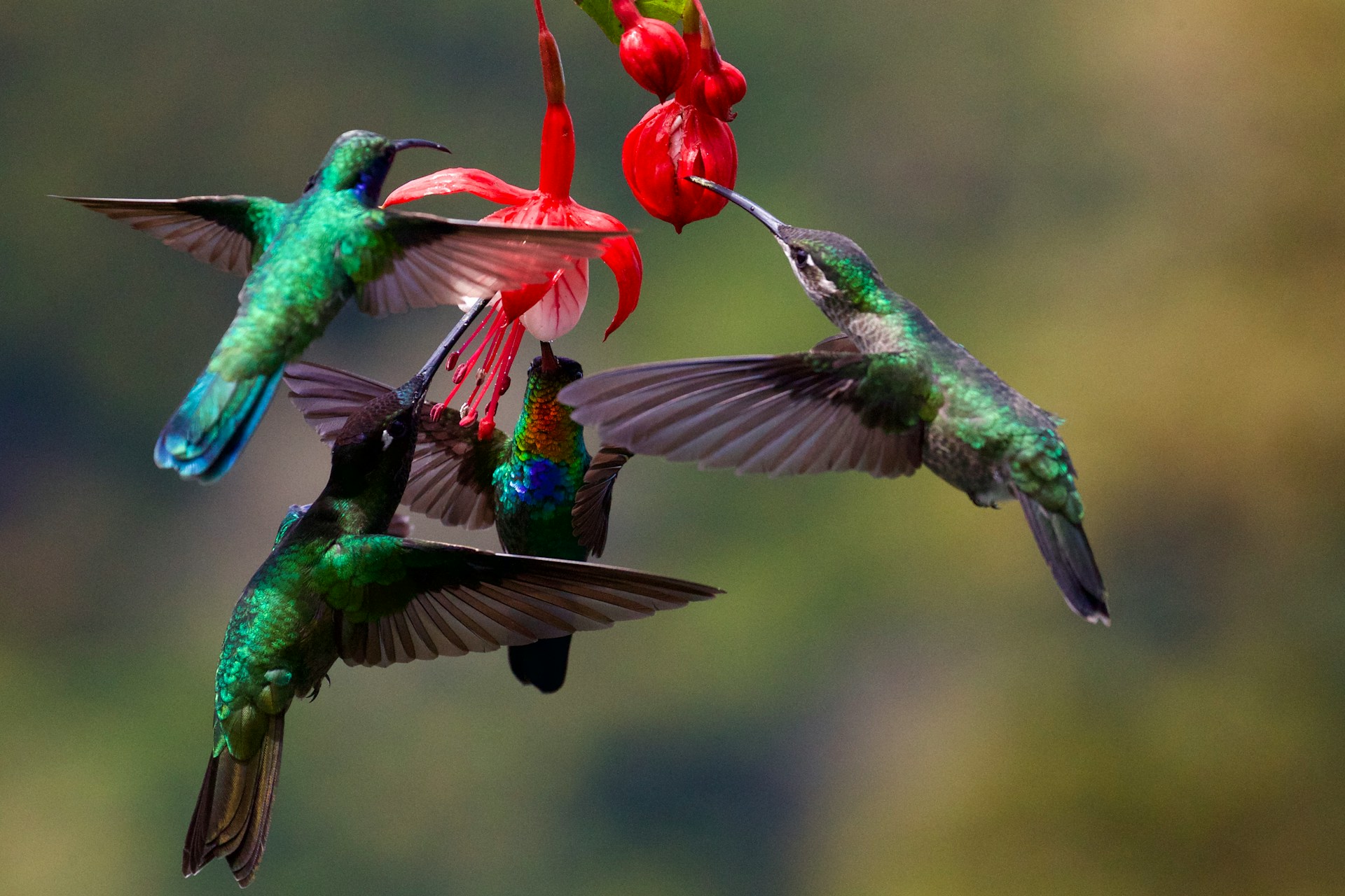 hummingbirds