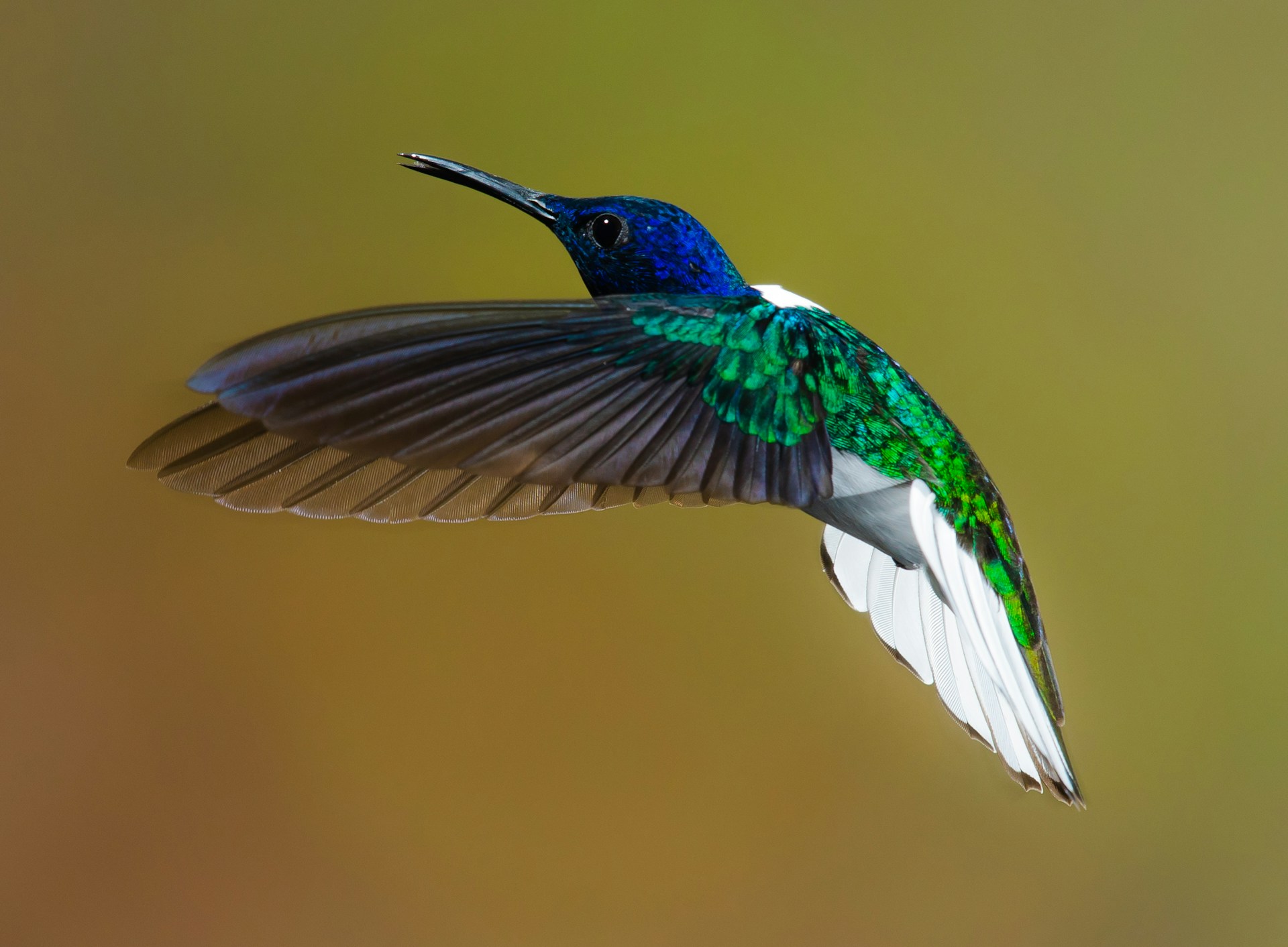 hummingbirds