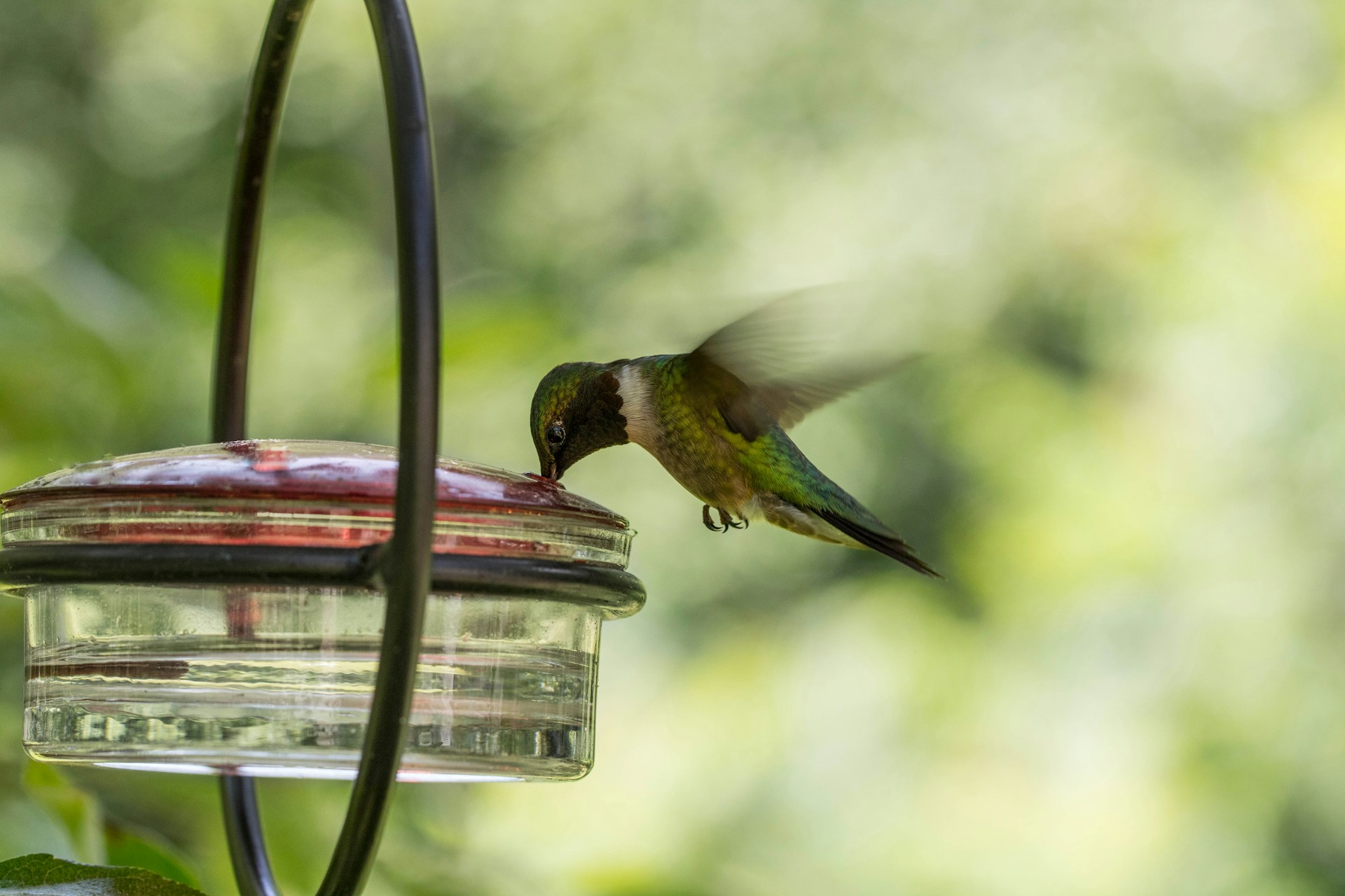 nurturing young hummingbirds