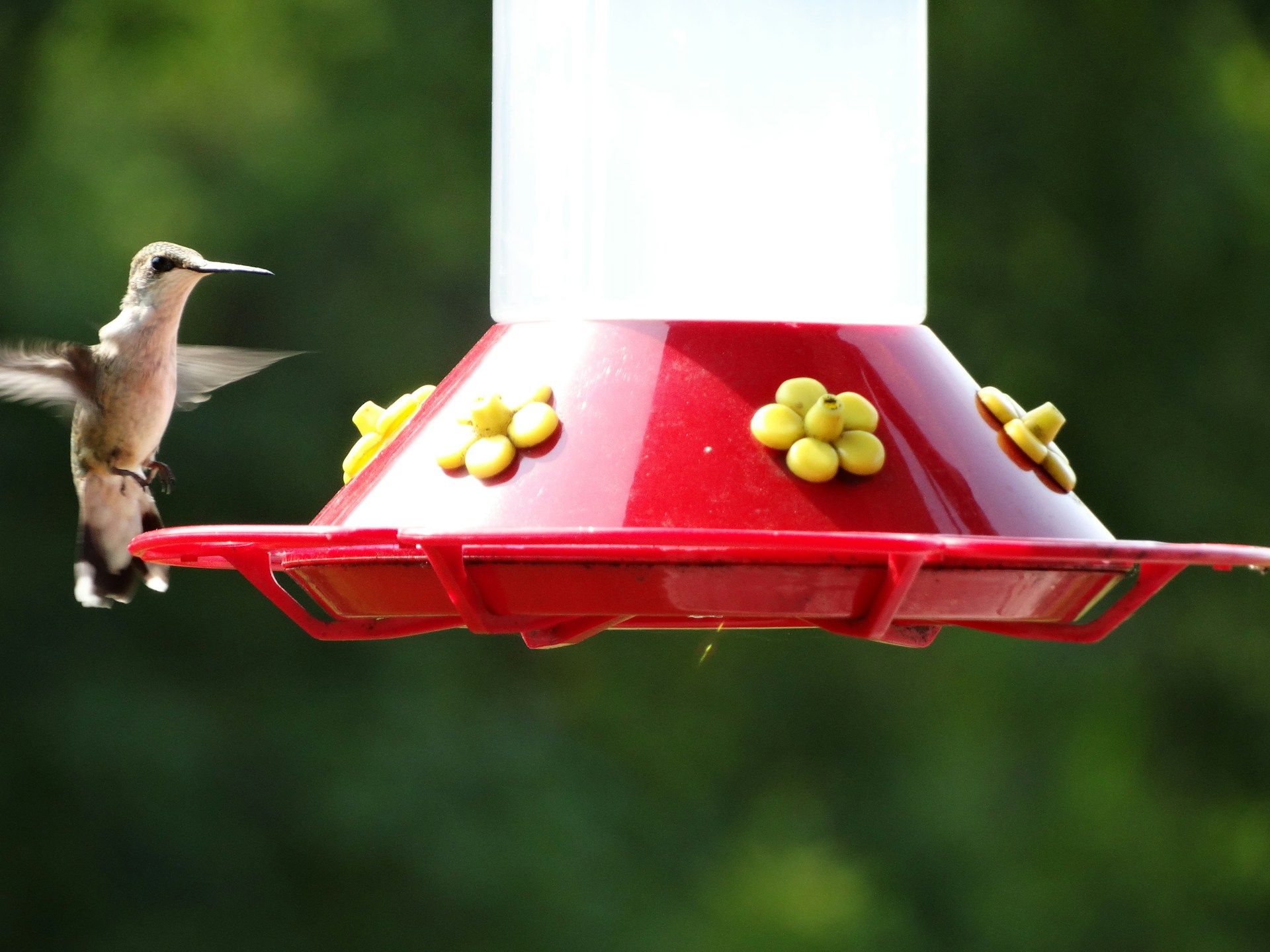 hummingbird nesting habitat