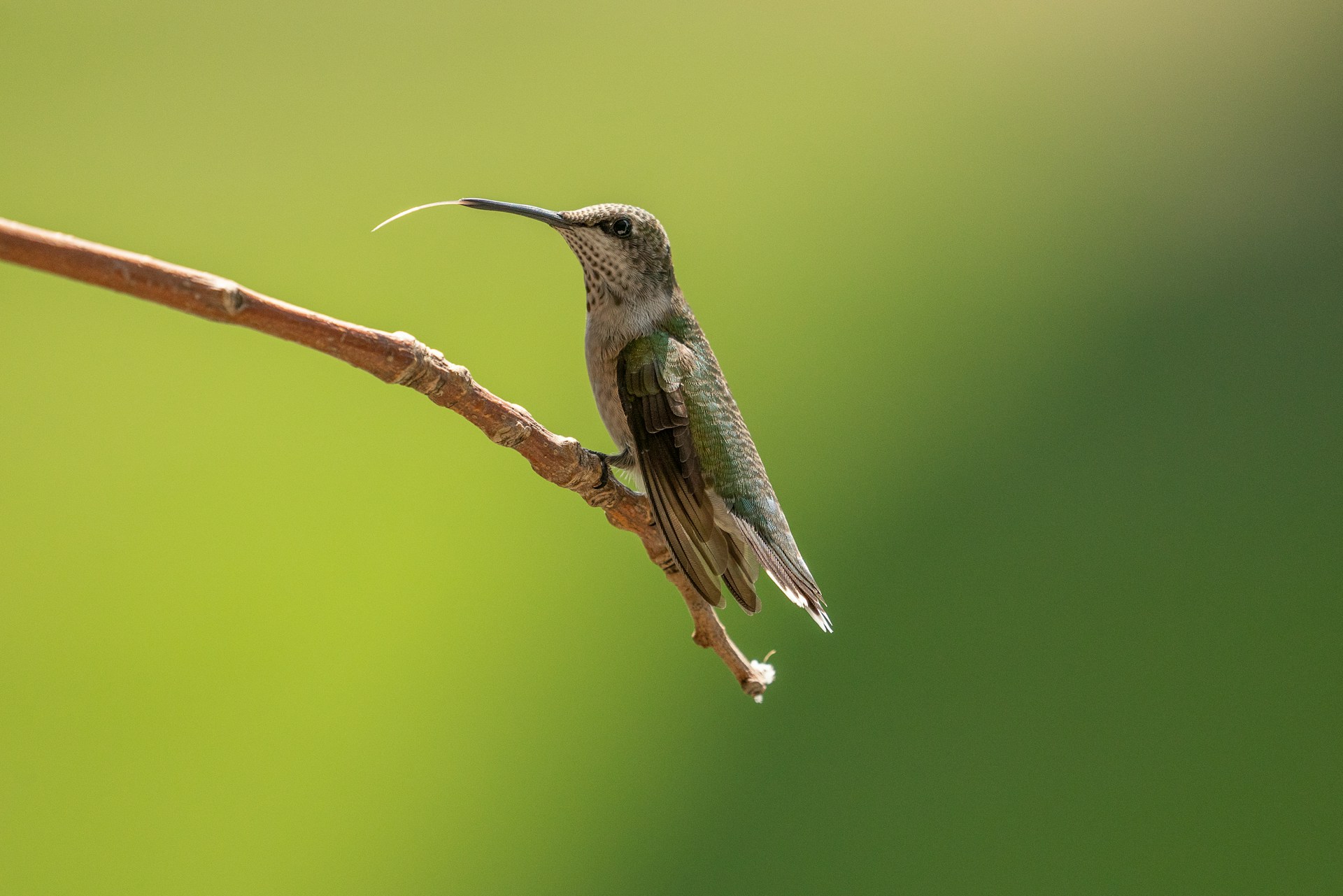 hummingbird haven