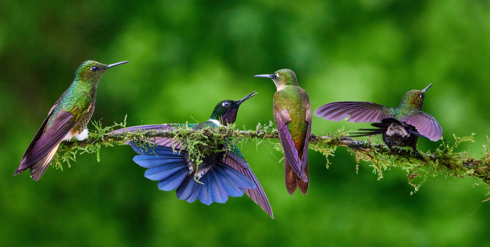 hummingbirds