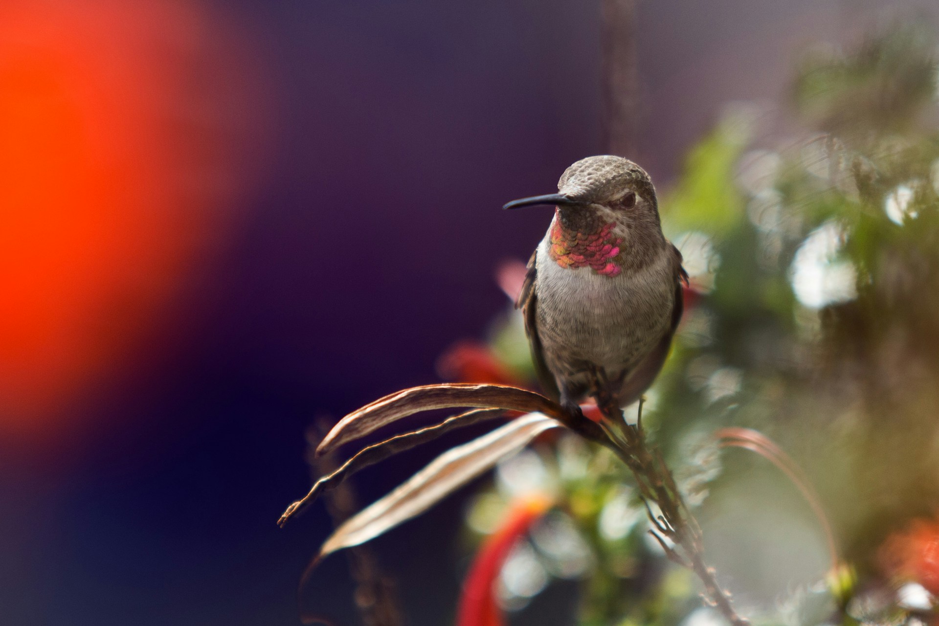 hummingbird-friendly container gardening