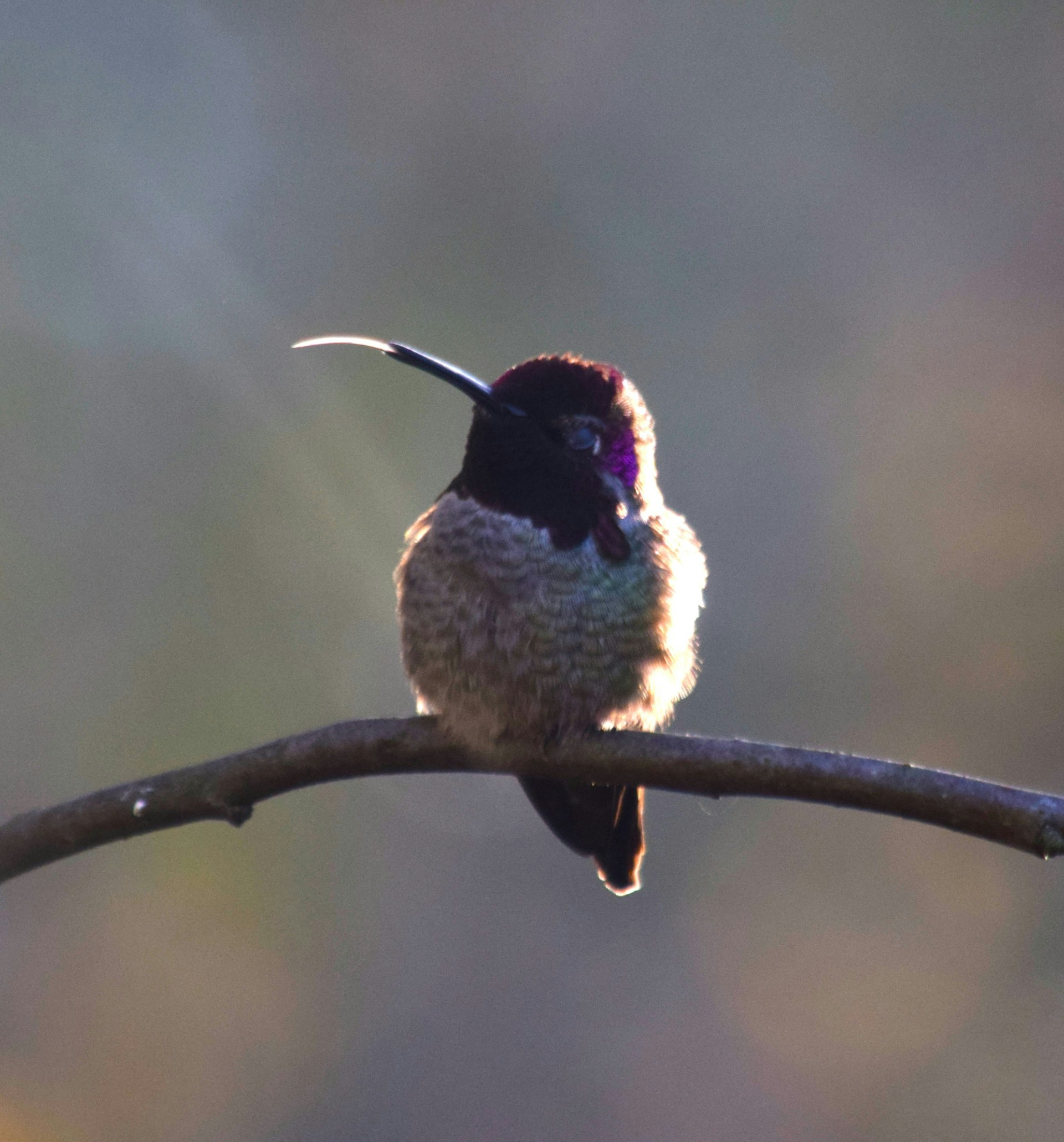 Hummingbirds