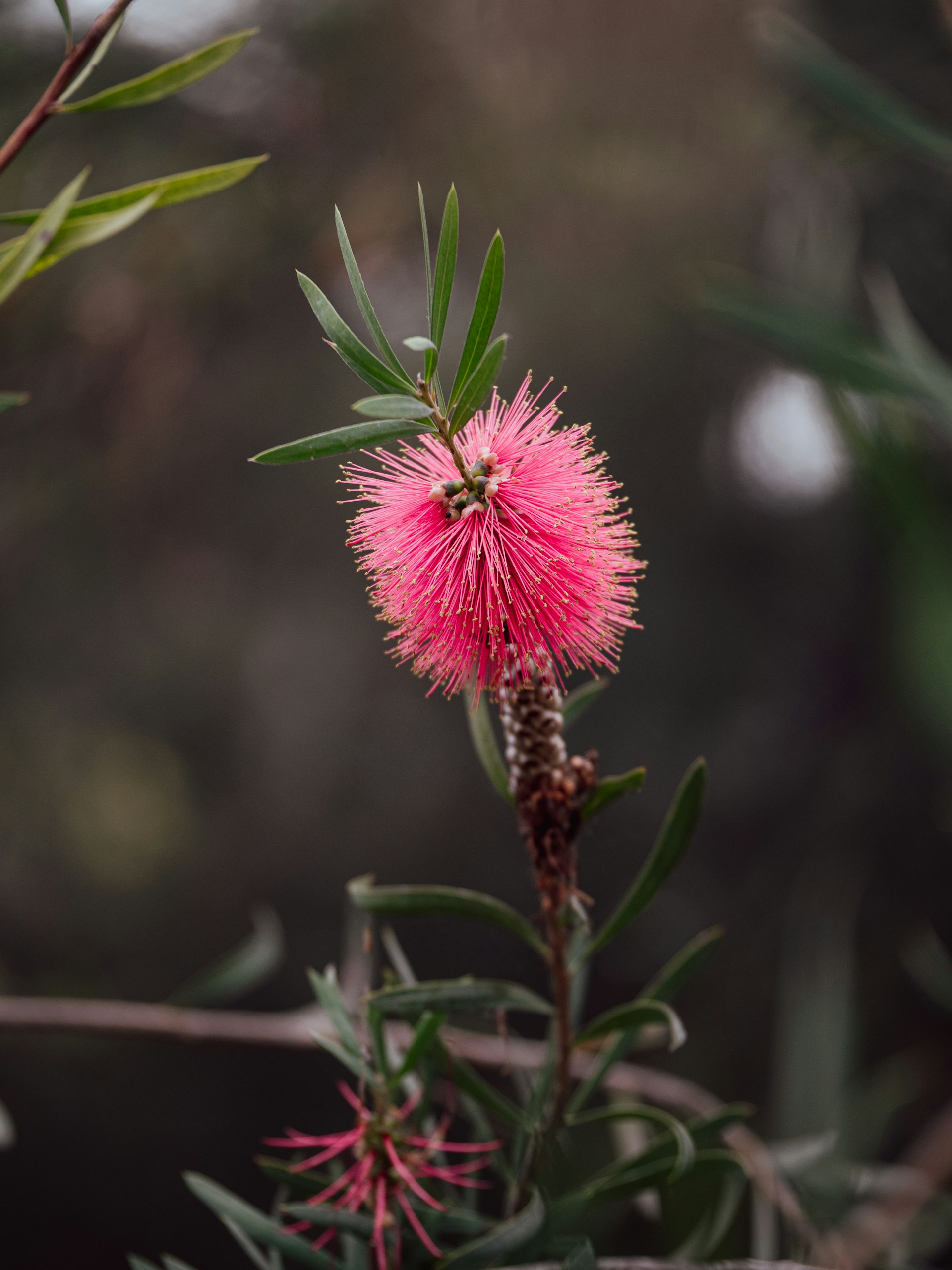 Hummingbird-friendly trees