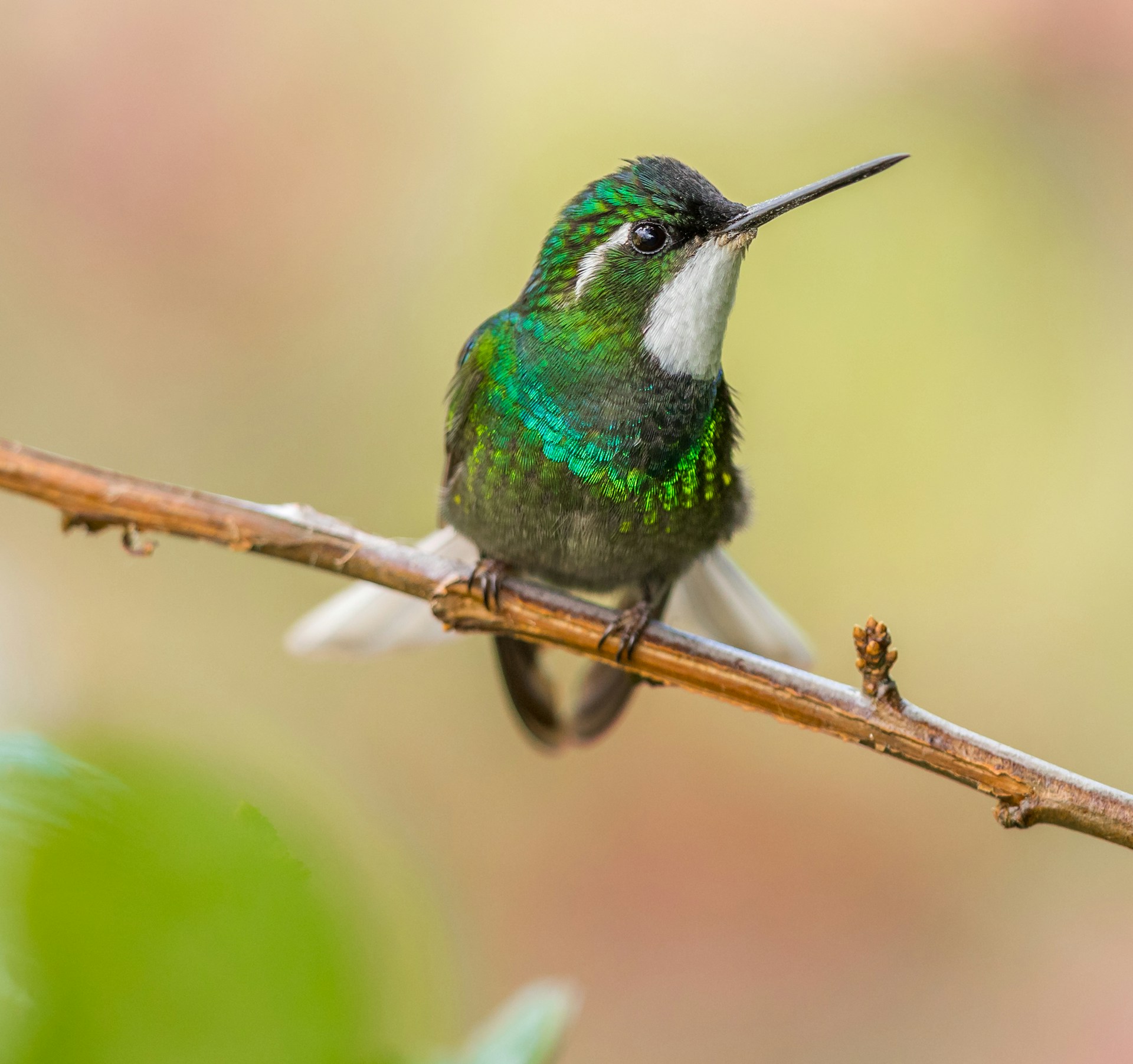 hummingbird-friendly