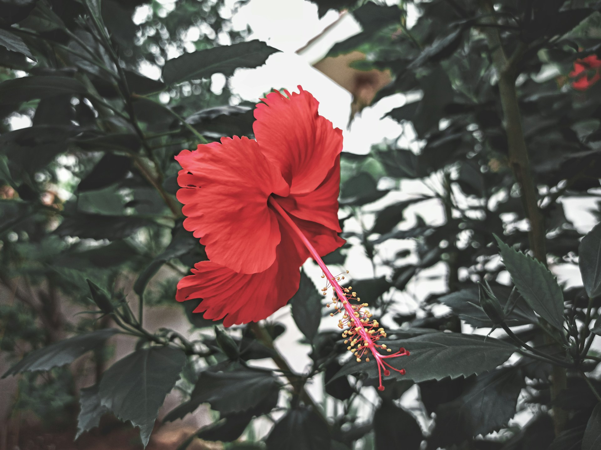 moisture-tolerant plants