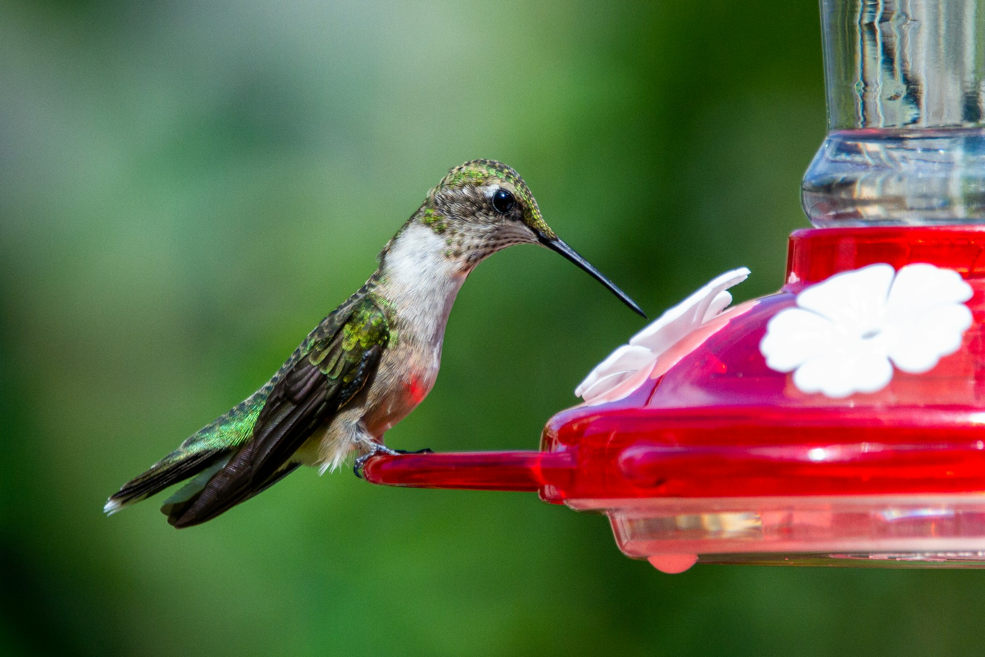 hummingbird feeders