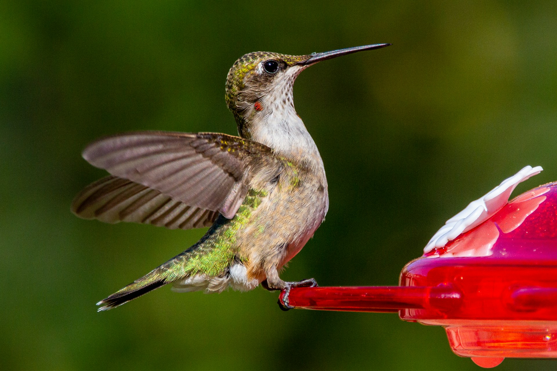 hummingbird feeders