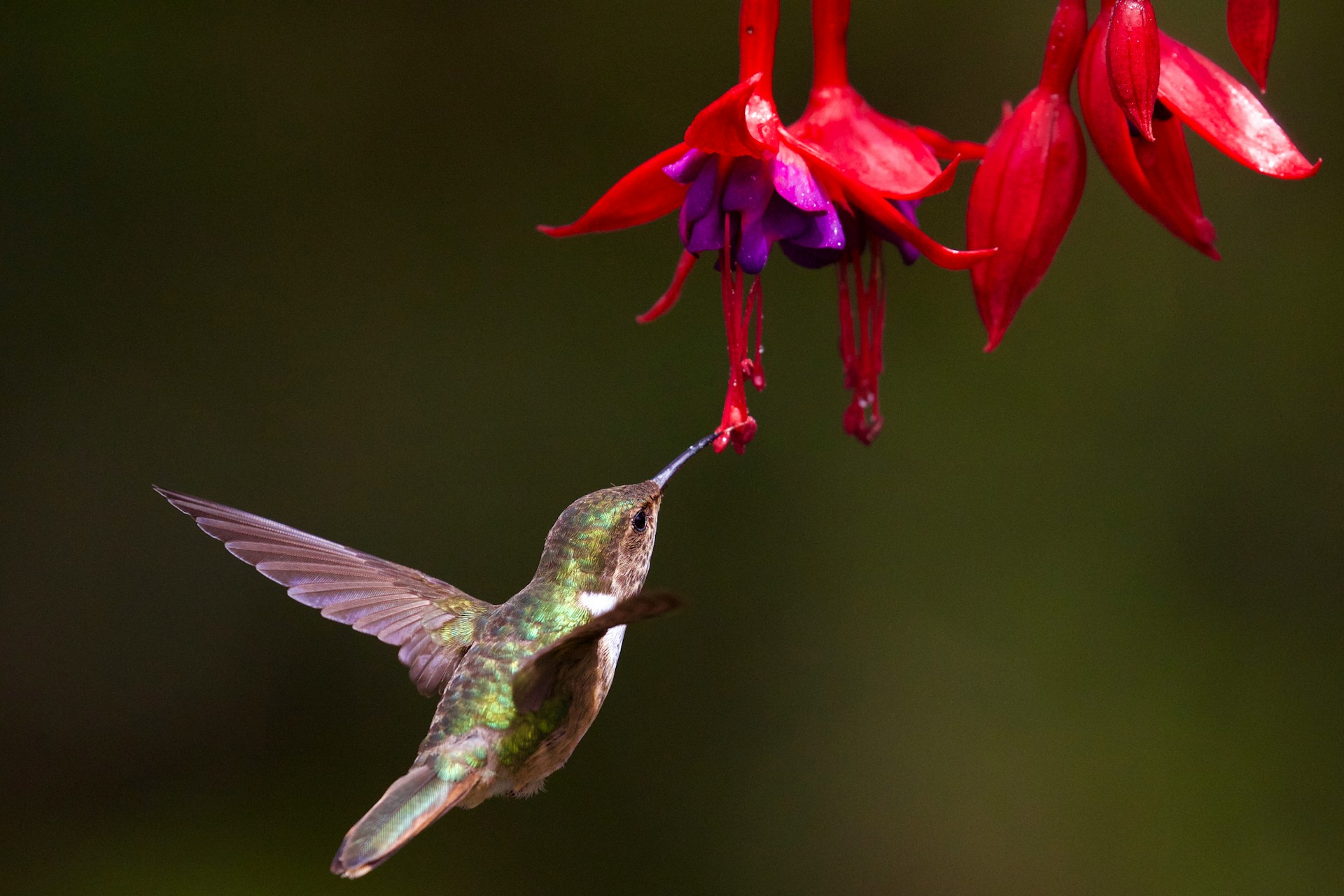 native plant gardening