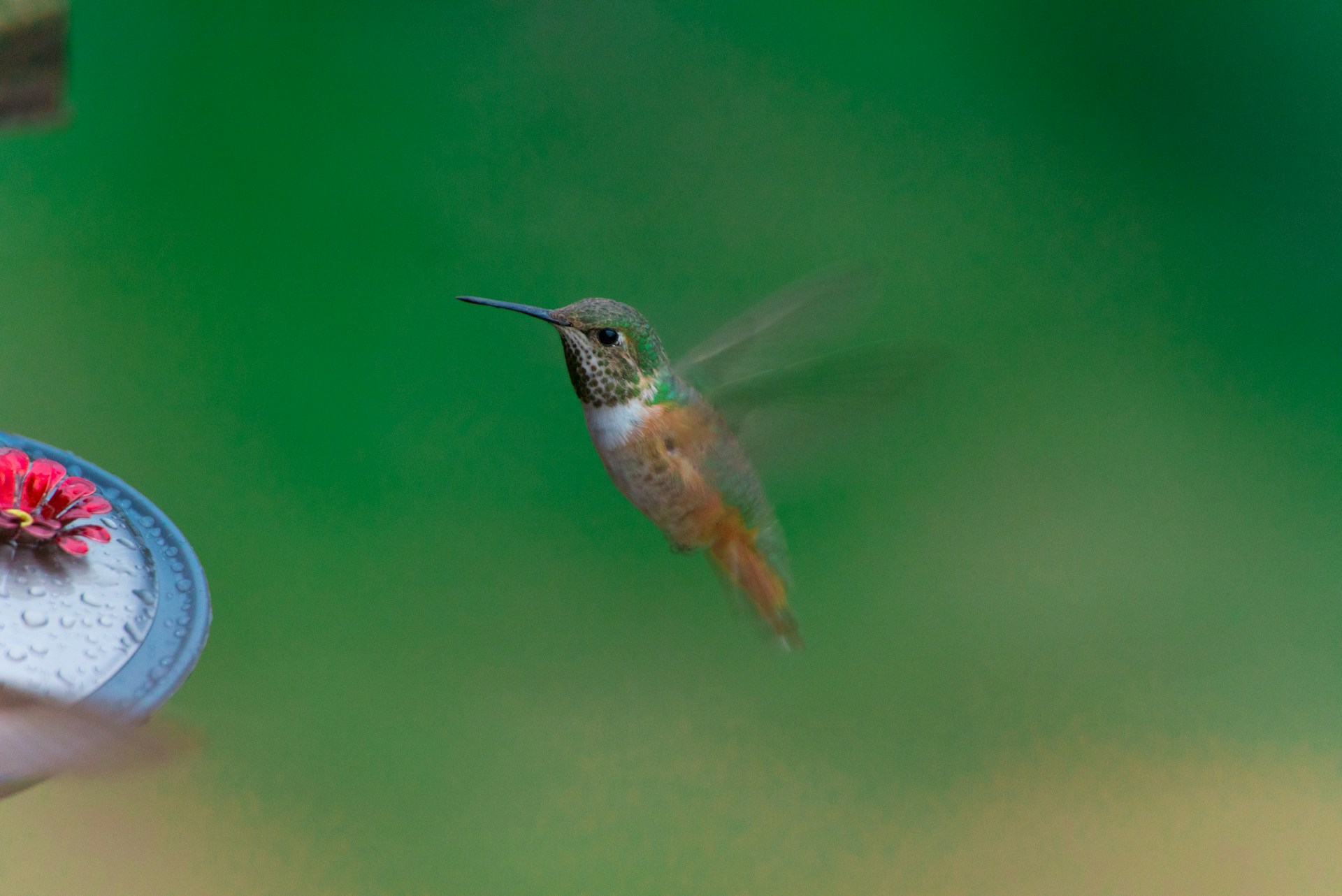 hummingbird-friendly garden