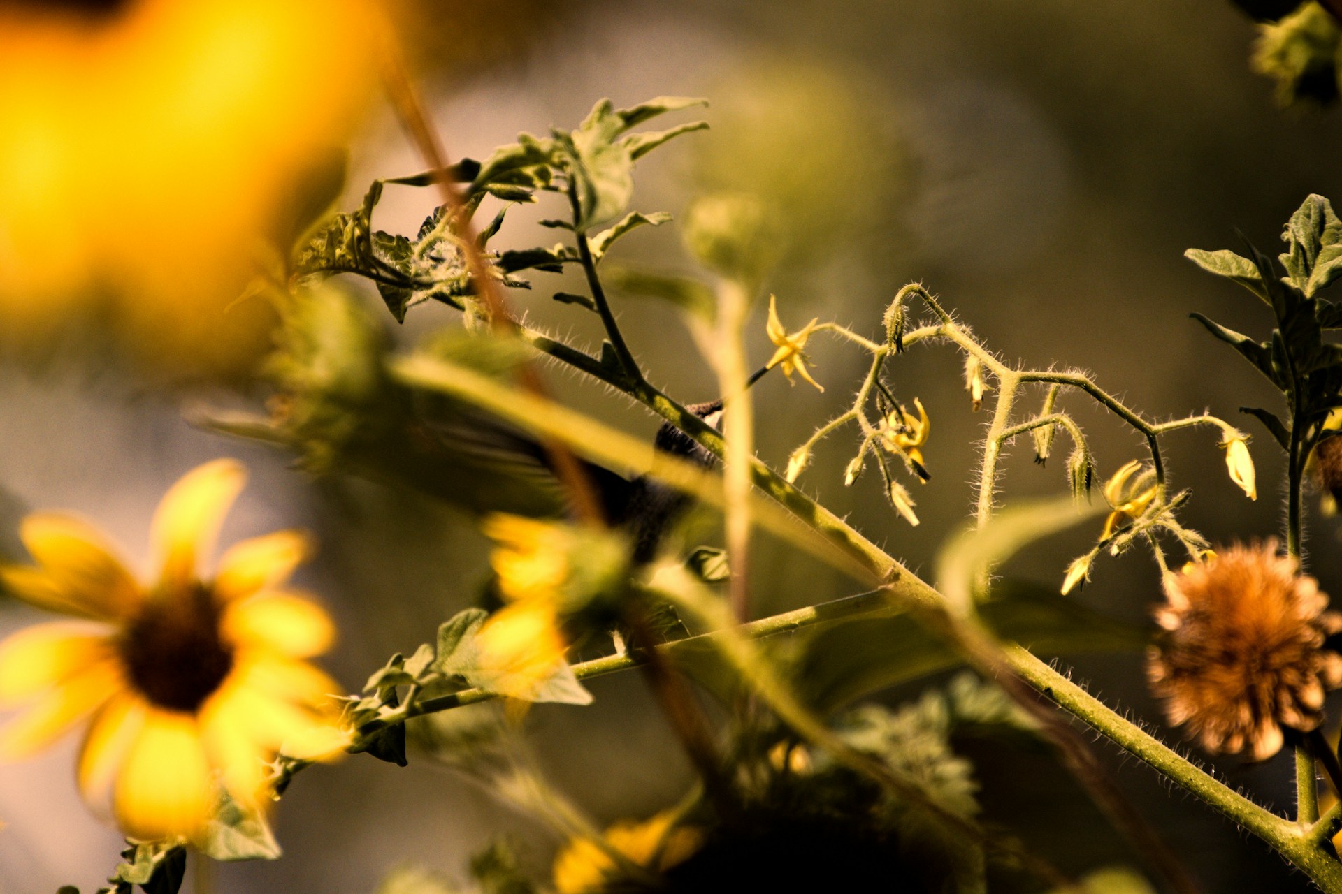 native plants