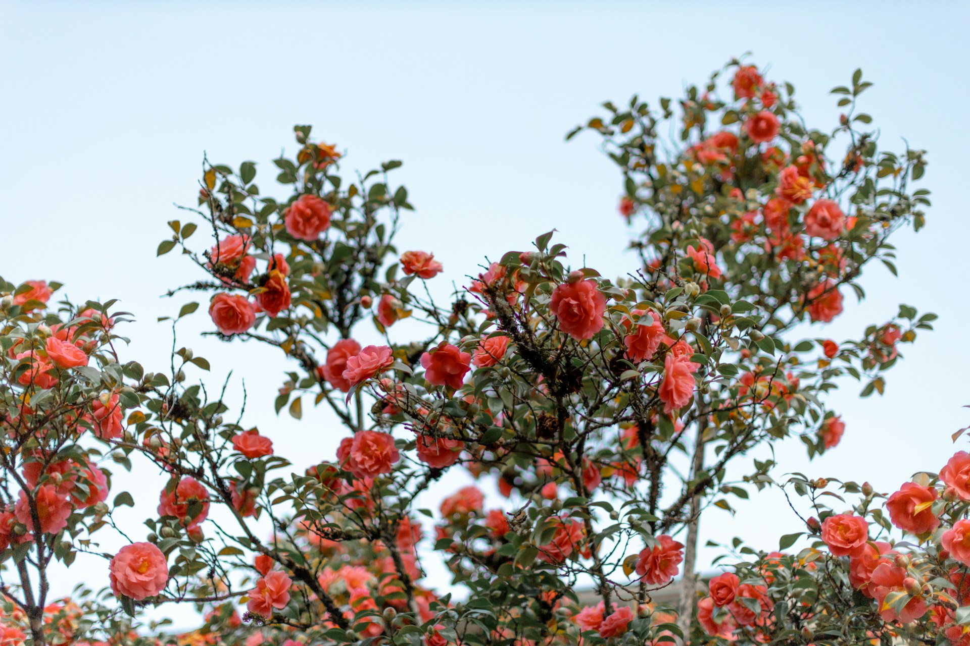 hummingbird-friendly plants