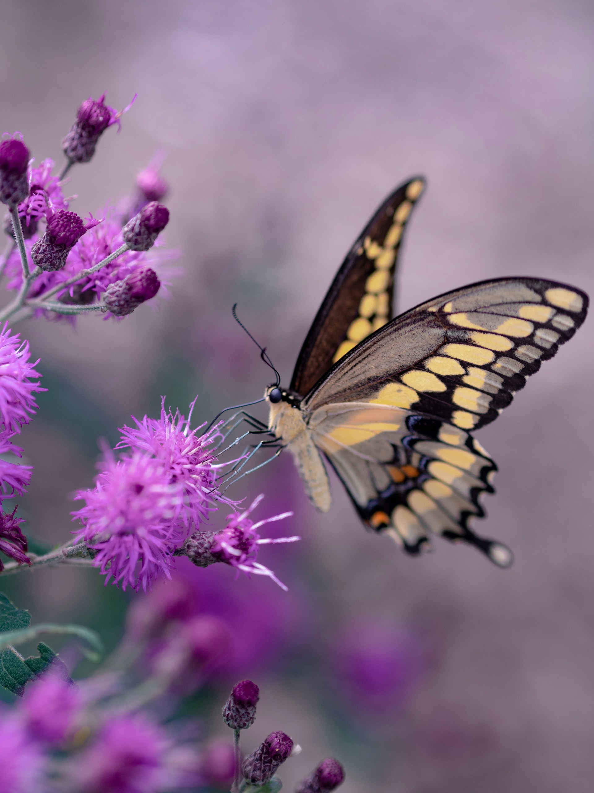 hummingbird-friendly garden